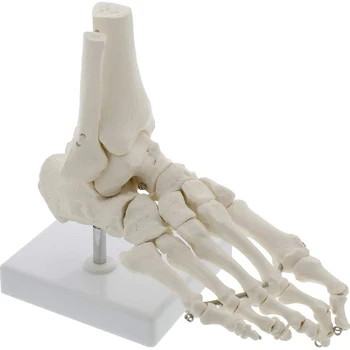 1:1 Ľudská Noha Palm Kostra Anatómie Model Lekárskej Vedy Študent Učebné Zdroje Anatomia Humana Biologie Používať Nástroje Súpravy