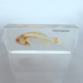 Ryby Kostra Vložené Vzor Transparentné Živice Reálne Rybie Kosti Zvierat Skelet Jedinca Model Biológia, Anatómia Učebné Pomôcky